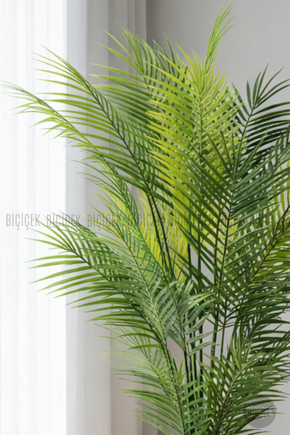 Areka Ağaci 24 Yapraklı 130 Cm Küre Saksıda