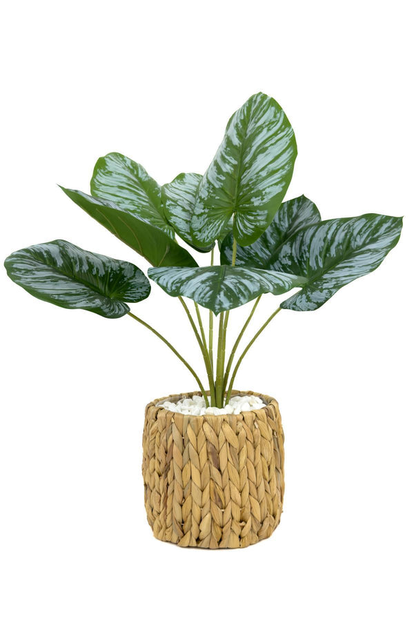 Yapay Monstera Bitkisi