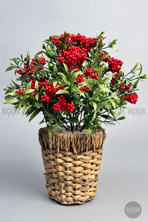Kokina Bitkisi 40 Cm Hasir Saksıda Bol Meyveli Yilbaşi Bitkisi