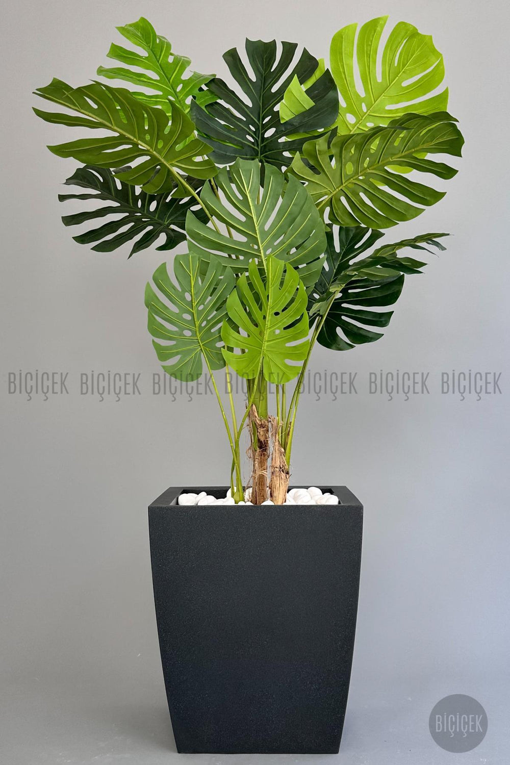 Yapay Monstera Ağacı Deve Tabani 180 Cm Antresit Kemer Saksıda