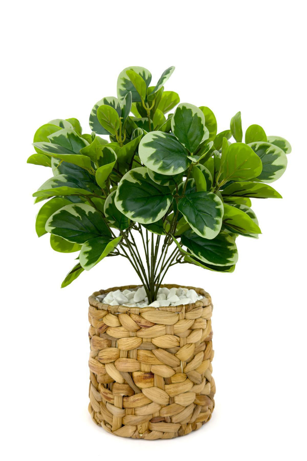 Yapay Manolya Bitkisi 70 Cm Ve 50 Cm Hasir Saksıda