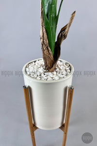 Yapay Muz Ağaci 125 Cm Ayakli Krem Metal Saksıda