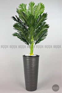Areka Ağaci 150 Cm Antresi̇t Kumsal Saksıda Tek Gövdeli̇
