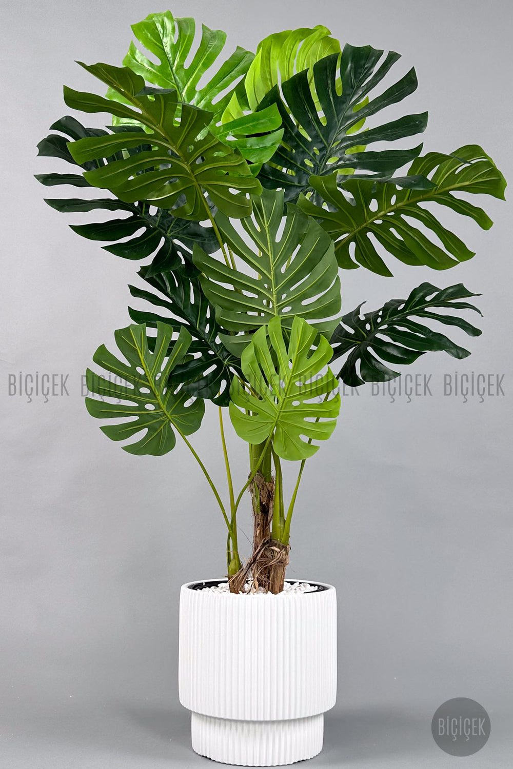 Yapay Monstera Ağacı Deve Tabani 160 Cm Vega Saksıda - Beyaz