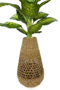 Difenbahya Ağacı 200 Cm Bohem Hasir Saksıda