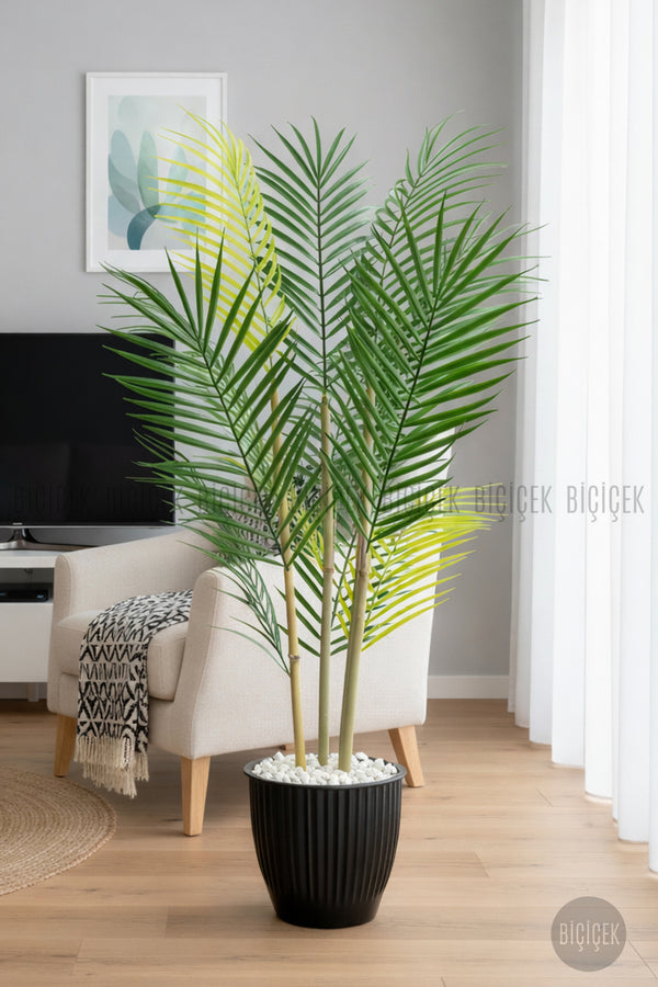 100 Cm Areka Ağaci 3 Gövdeli