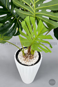 Yapay Monstera Ağacı Deve Tabani 200 Cm Beyaz Lilyum Saksıda