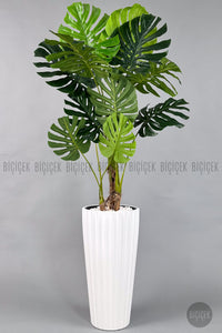 Yapay Monstera Ağacı Deve Tabani 200 Cm Beyaz Lilyum Saksıda