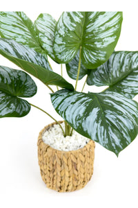 Yapay Salon Bitkisi Bitkisi 60 Cm