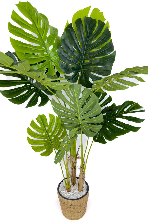 Yapay Monstera Ağacı Deve Tabani 150 Cm Su Sümbülü Hasir Saksıda