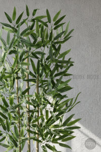 110 Cm Bambu Ağacı Siyah Yakut Saksıda