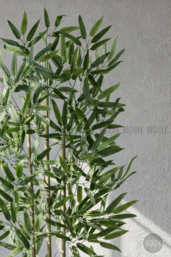 110 Cm Bambu Ağacı Siyah Yakut Saksıda