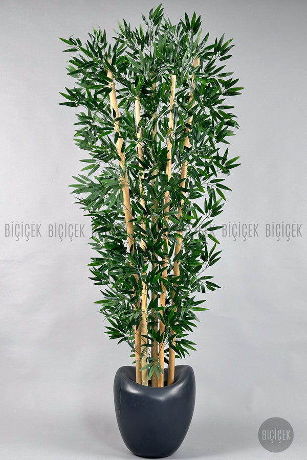 Zen Bambu Ağacı 240 Cm Antresit Bone Saksıda