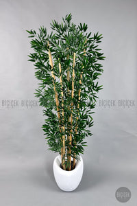 Zen Bambu Ağacı 240 Cm Bone Saksıda