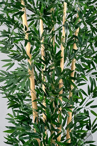 Zen Bambu Ağacı 240 Cm Mocha Bone Saksıda