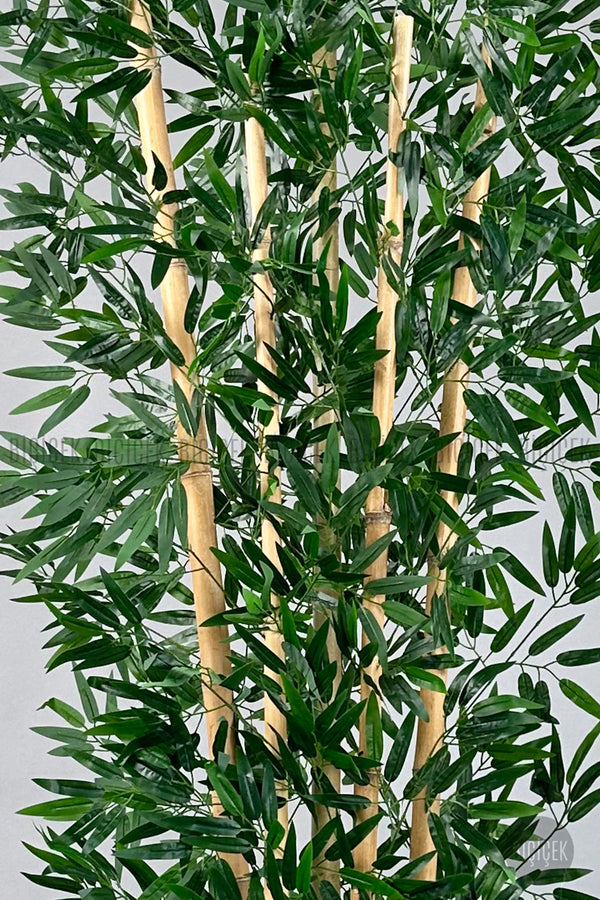 Zen Bambu Ağacı 240 Cm Mocha Bone Saksıda