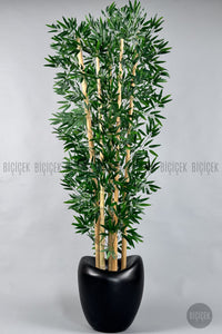 Zen Bambu Ağacı 240 Cm Mocha Bone Saksıda