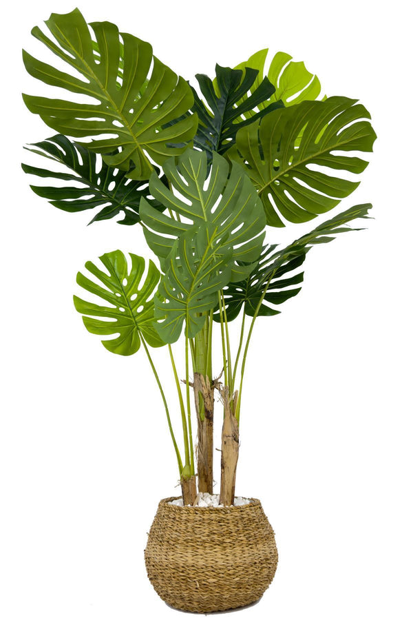 Yapay Monstera Ağacı Deve Tabani 150 Cm Geoit Hasir Saksıda