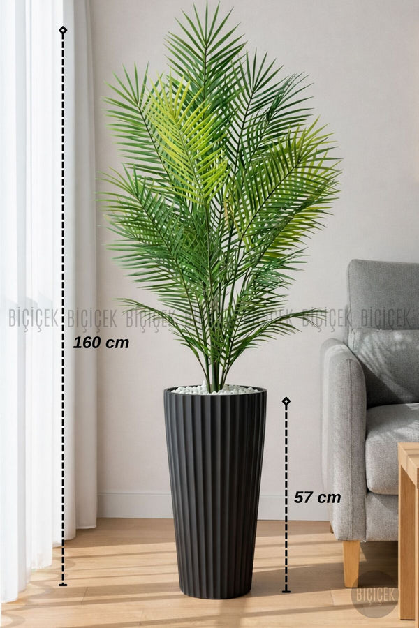 160 Cm Areka Ağaci 24 Yapraklı Si̇yah Li̇lyum Saksıda