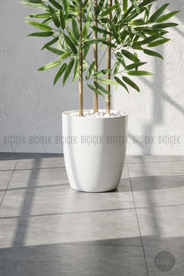 110 Cm Bambu Ağacı Yakut Saksıda