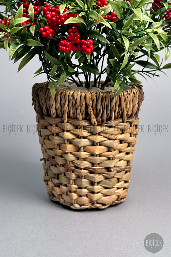 Kokina Bitkisi 40 Cm Hasir Saksıda Bol Meyveli Yilbaşi Bitkisi