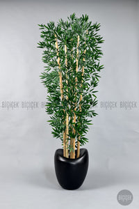 Zen Bambu Ağacı 240 Cm Mocha Bone Saksıda