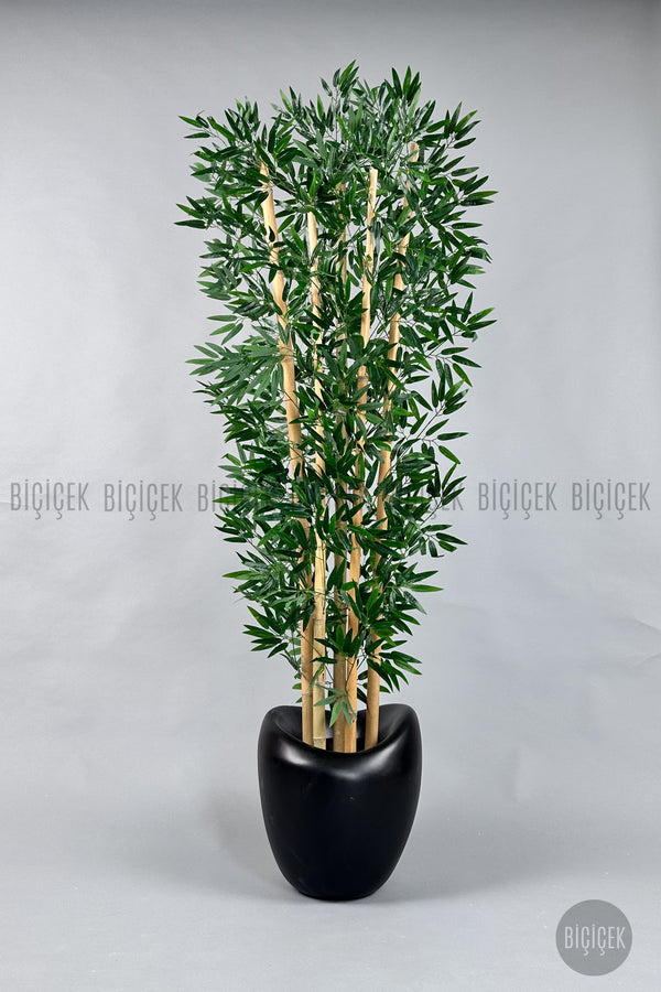 Zen Bambu Ağacı 240 Cm Mocha Bone Saksıda