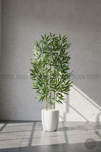 110 Cm Bambu Ağacı Yakut Saksıda