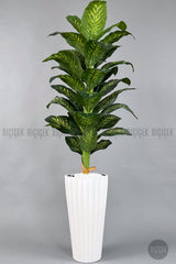 Yapay Difenbahya Ağacı 220 Cm Lilyum Saksıda - Beyaz