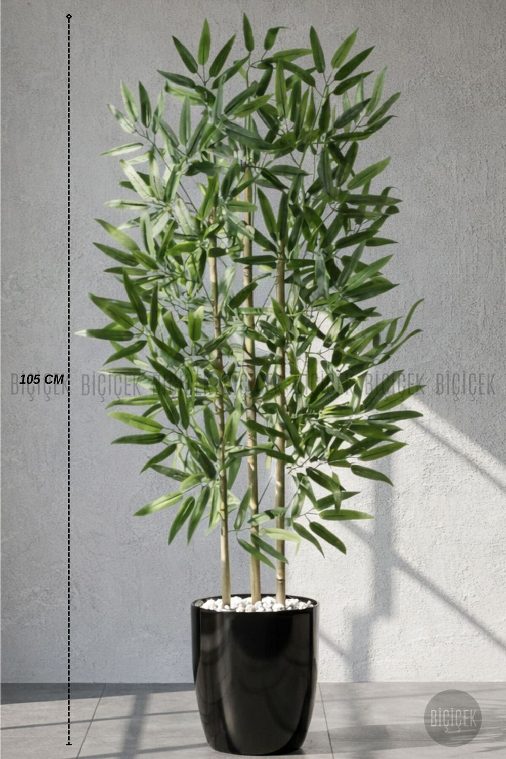 110 Cm Bambu Ağacı Siyah Yakut Saksıda