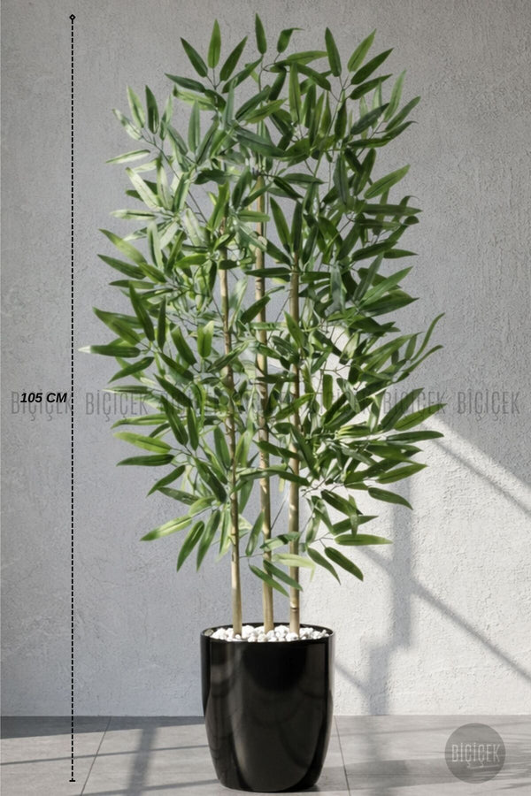 110 Cm Bambu Ağacı Siyah Yakut Saksıda