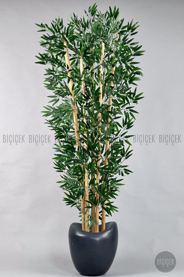 Zen Bambu Ağacı 240 Cm Antresit Bone Saksıda