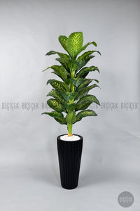 Yapay Di̇fenbahya Ağacı 220 Cm Si̇yah Li̇lyum Saksıda