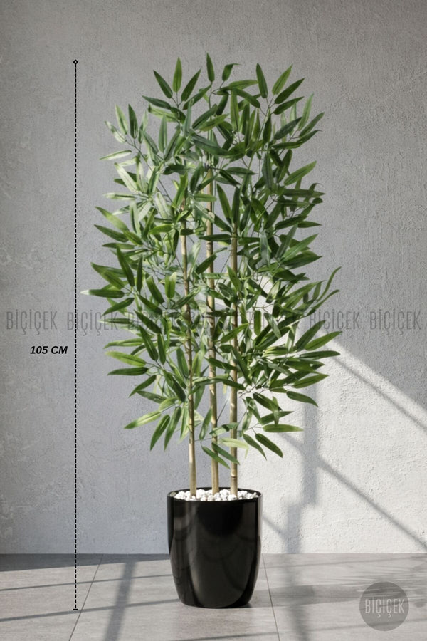 110 Cm Bambu Ağacı Siyah Yakut Saksıda