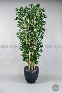 Zen Bambu Ağacı 240 Cm Antresit Bone Saksıda