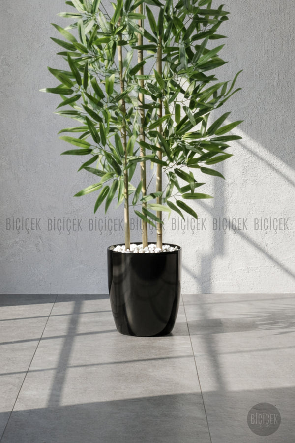 110 Cm Bambu Ağacı Siyah Yakut Saksıda