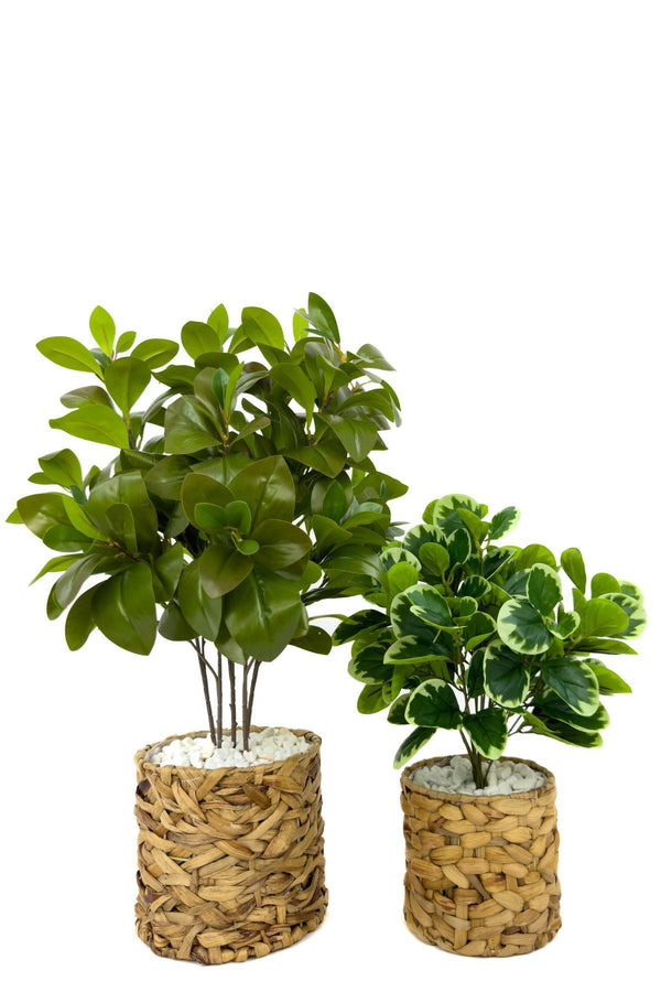 Yapay Manolya Bitkisi 70 Cm Ve 50 Cm Hasir Saksıda