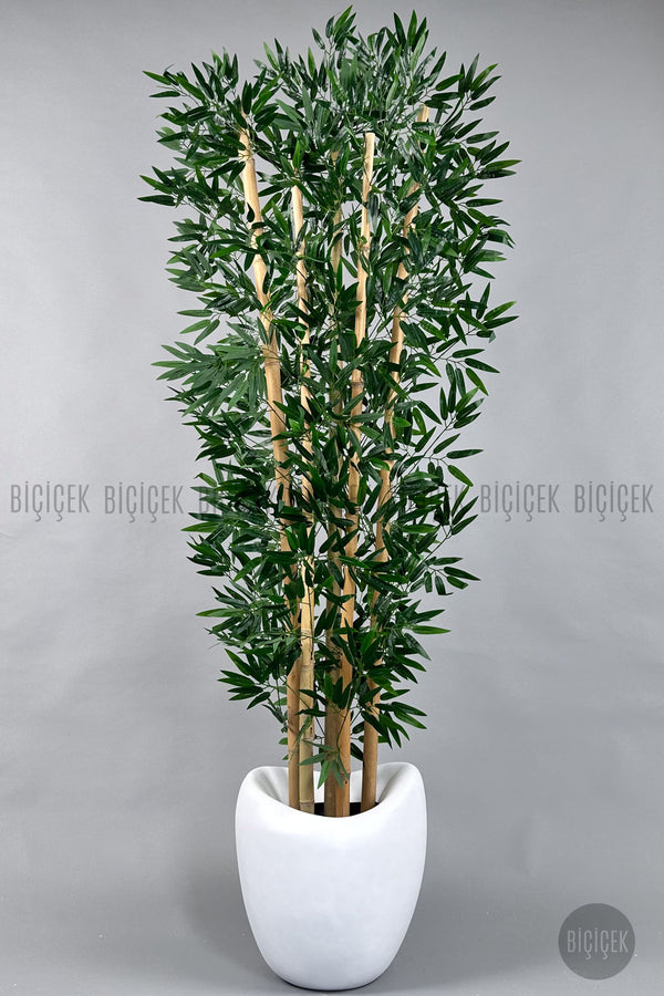 Zen Bambu Ağacı 240 Cm Bone Saksıda