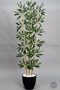 Bambu Ağaci 110 Cm 3 Gövdeli