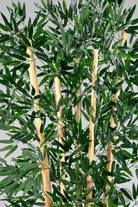 Zen Bambu Ağacı 240 Cm Bone Saksıda