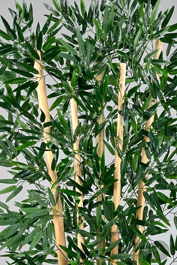 Zen Bambu Ağacı 240 Cm Bone Saksıda