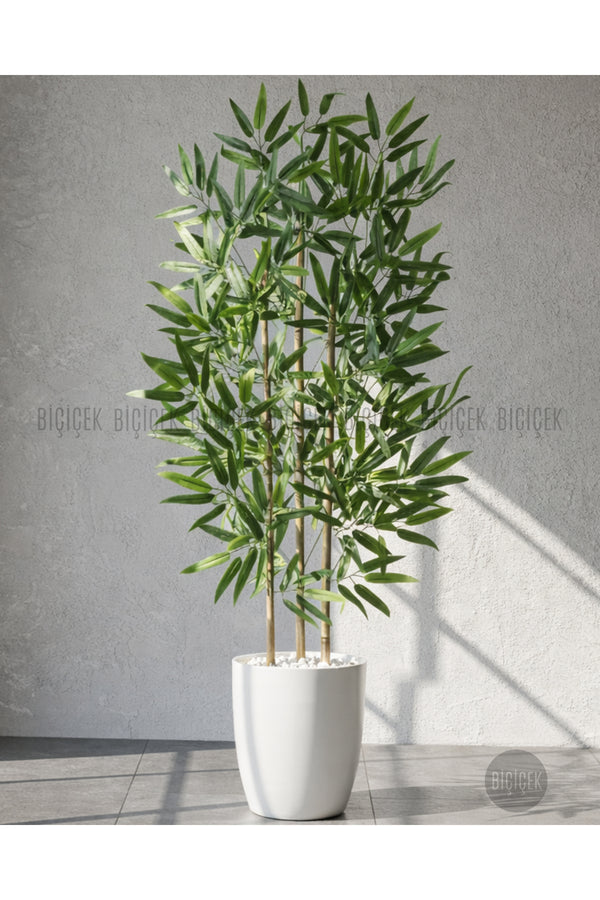 110 Cm Bambu Ağacı Yakut Saksıda