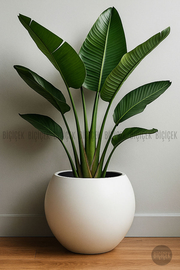 Küre Saksı 51 Cm Beyaz