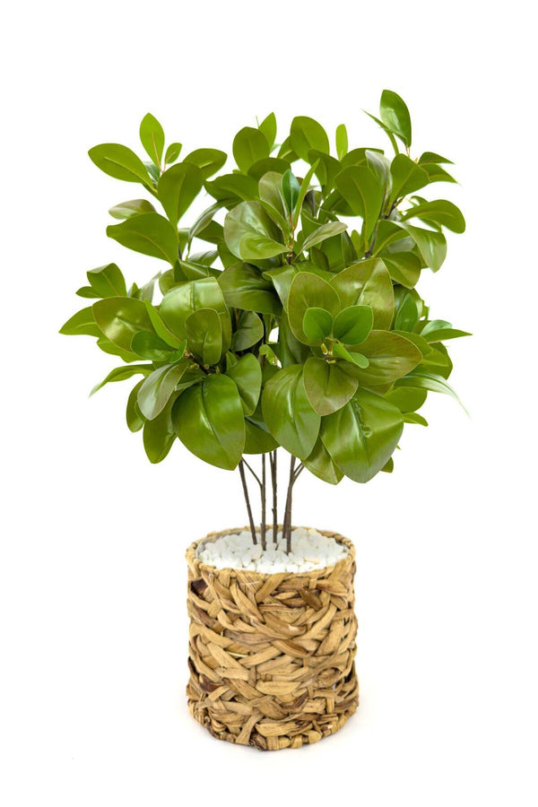 Yapay Manolya Bitkisi 70 Cm Ve 50 Cm Hasir Saksıda