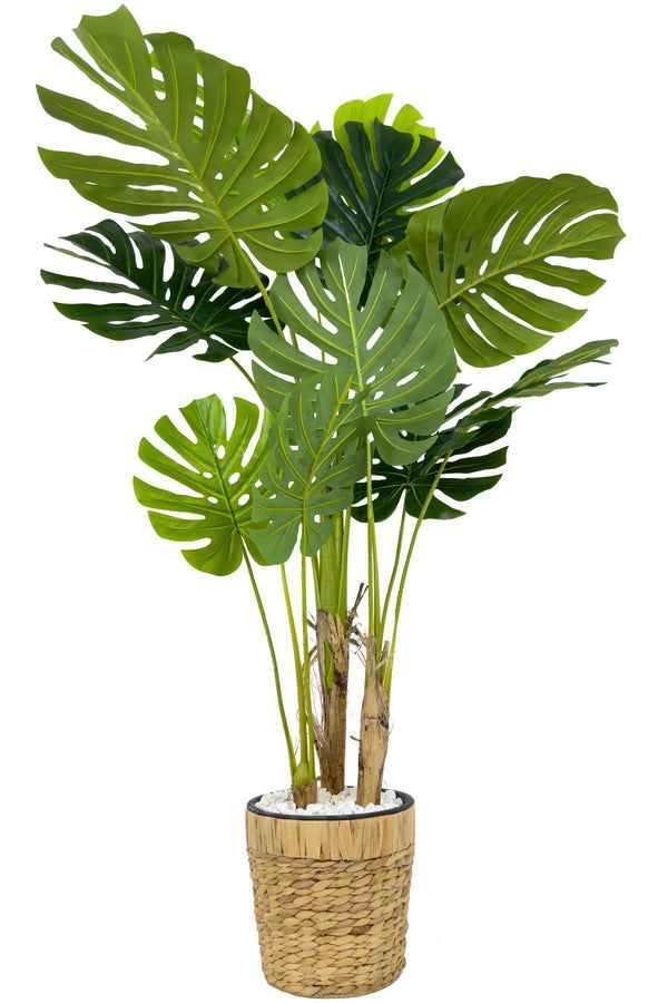 Yapay Monstera Ağacı Deve Tabani 150 Cm Su Sümbülü Hasir Saksıda