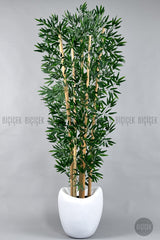 Zen Bambu Ağacı 240 Cm Bone Saksıda - Beyaz
