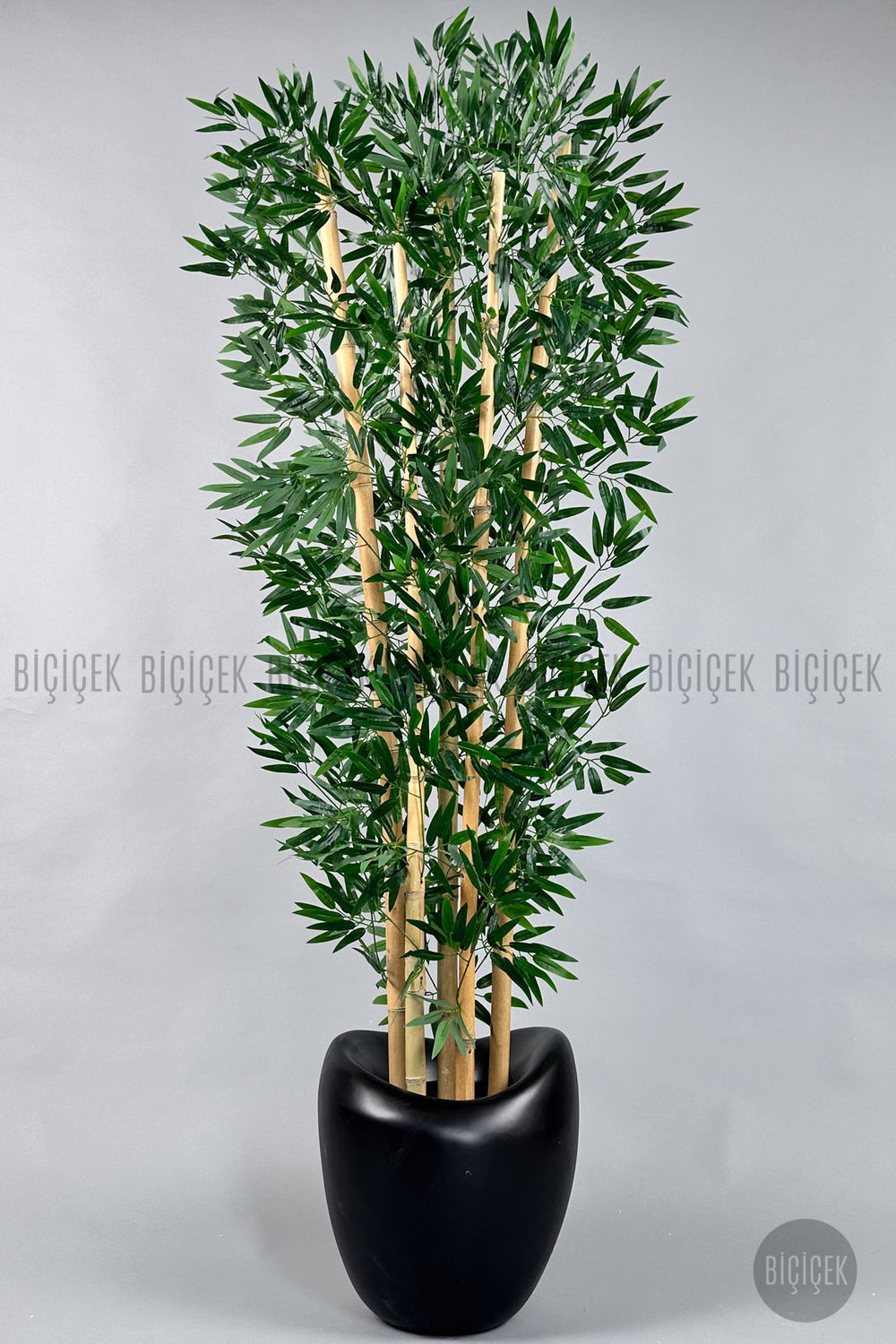Zen Bambu Ağacı 240 Cm Mocha Bone Saksıda