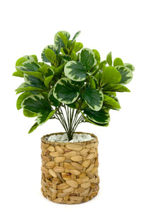 Yapay Manolya Bitkisi 70 Cm Ve 50 Cm Hasir Saksıda