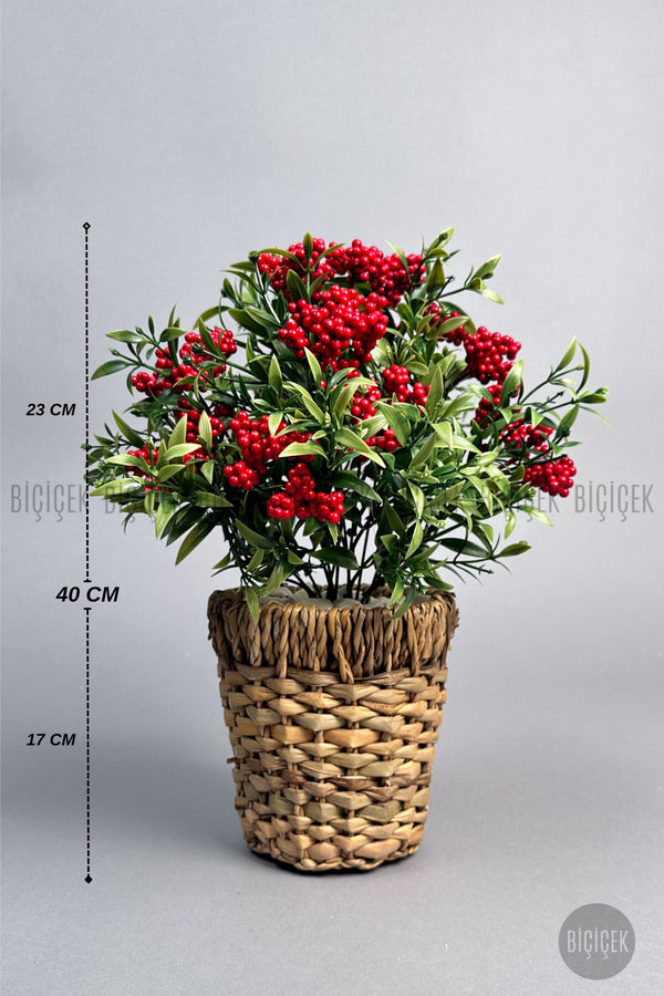 Kokina Bitkisi 40 Cm Hasir Saksıda Bol Meyveli Yilbaşi Bitkisi