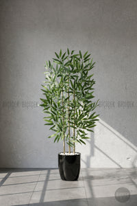 110 Cm Bambu Ağacı Siyah Yakut Saksıda